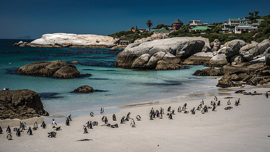 Фотография, плаж, камъни, Кейптаун, крайбрежие, пингвин, Южна Африка, HD тапет HD wallpaper