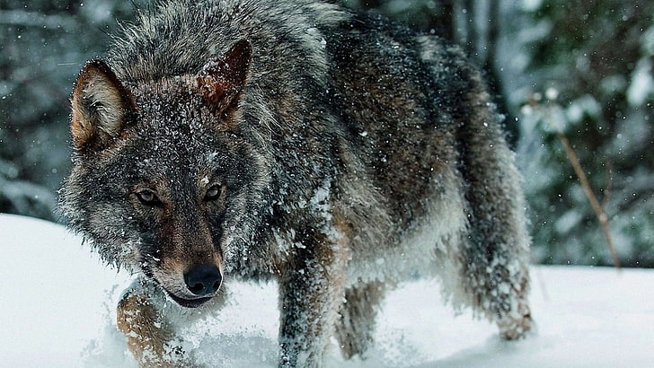 szary wilk, zwierzęta, przyroda, wilk, śnieg, Tapety HD