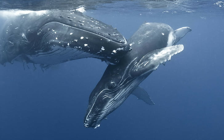 baleia, animais, HD papel de parede