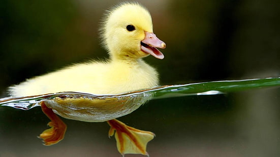 Waterproof Duckling HD, yellow duckling, baby duck, cute, duck, duckling, water, waterproof, HD wallpaper HD wallpaper