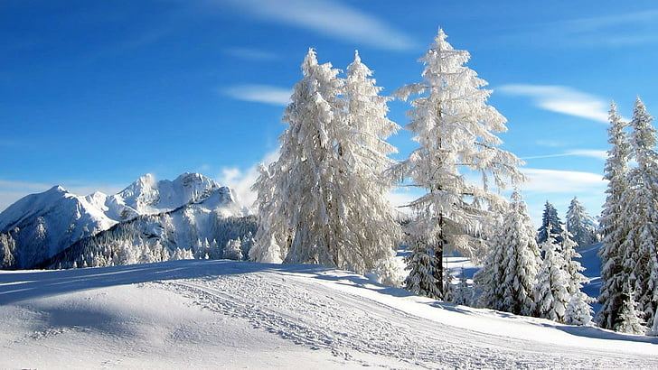 Winter, Himmel, Schnee, Baum, Berg, sonniger Tag, blauer Himmel, Kiefer, Tanne, Kiefer, HD-Hintergrundbild
