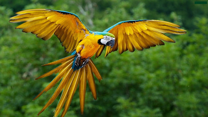 Wingspan yellow parrot, macaw parrot, wingspan, yellow, parrot, HD wallpaper