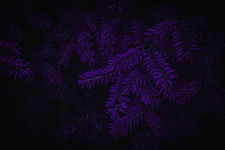 flowers, Photoshop, matte paint, purple background, dark, HD wallpaper