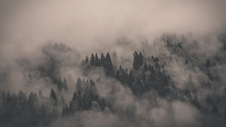 grönt lövträd, högt tress under dimma, dimma, moln, träd, mörkt, landskap, natur, skog, monokrom, ensam, tallar, gran, stuga, berg, sepia, HD tapet