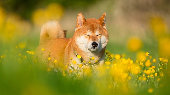 shiba inu, hundras, däggdjur, blommafält, hund, fält, gräs, blommor, morrhår, HD tapet HD wallpaper