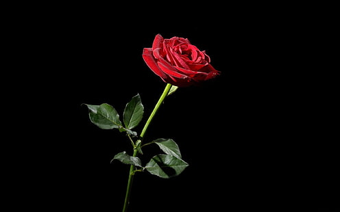赤いバラ、バラ、赤、花、黒の背景、 HDデスクトップの壁紙 HD wallpaper
