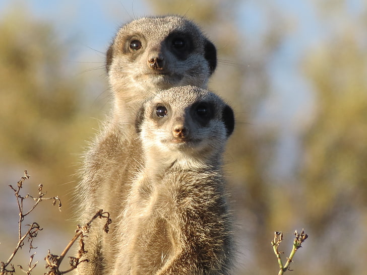 two meerkats, meerkat, animals, fear, look, couple, HD wallpaper
