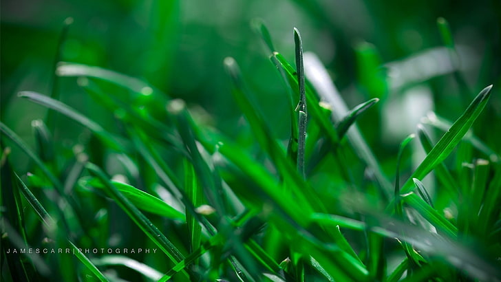 หญ้า, วอลล์เปเปอร์ HD