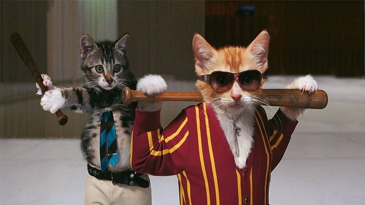 kediler komik garfield yavru kedi badass 1920x1080 hayvanlar kediler HD sanat, komik kediler, HD masaüstü duvar kağıdı