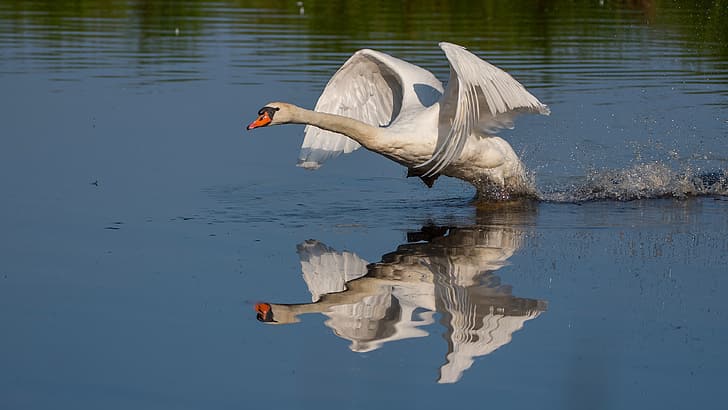 white, water, light, squirt, lake, pond, reflection, river, bird, wings, ruffle, Swan, the rise, stroke, blue background, the scope, run, HD wallpaper