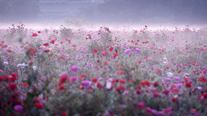 flower carpet, flower field, wildflower, flower, sky, morning, field, blossom, meadow, plant, HD wallpaper