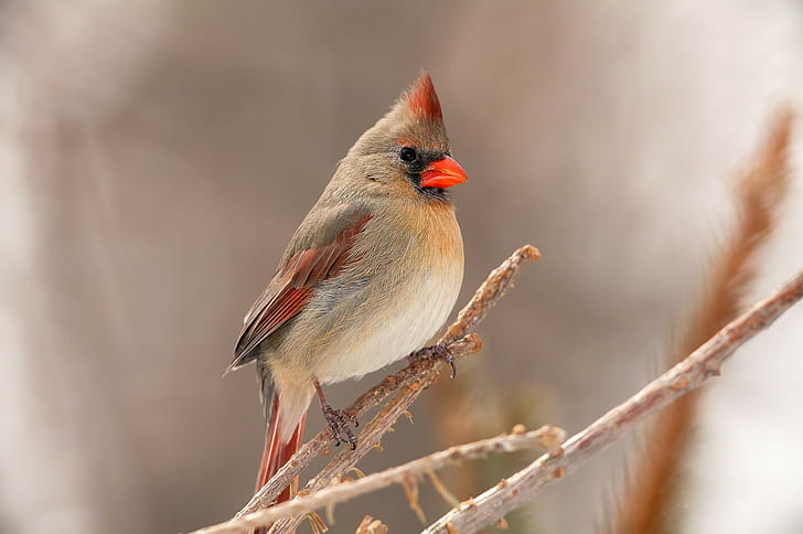 Ptak, kardynał, dziób, biały i czerwony krótki dziób ptak, gałąź, dziób, pióra, ptak, kardynał, Tapety HD