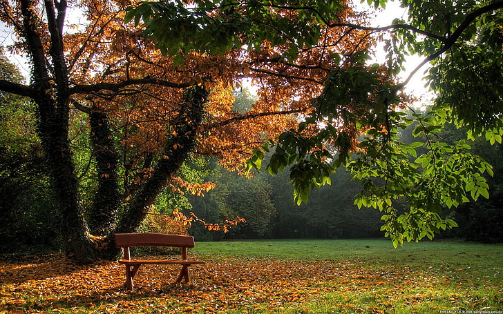 brown wooden bench, nature, trees, park, bench, fall, HD wallpaper