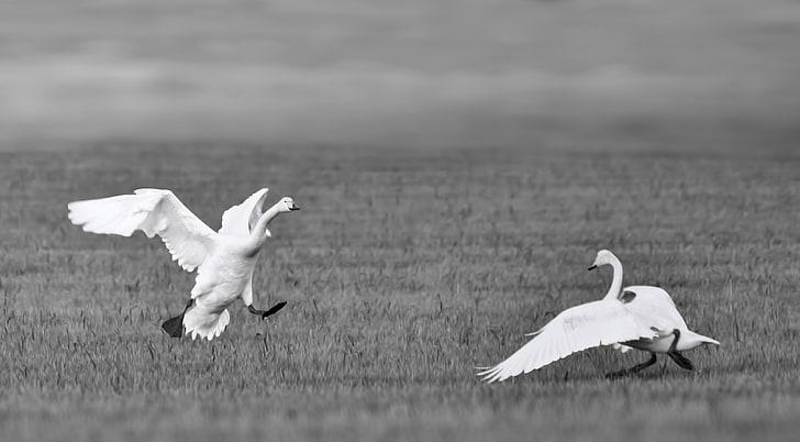 I Finally Found You, two swans grayscale photography, Love, Swans, White, Black, Birds, HD wallpaper