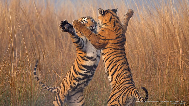 젊은 벵골 호랑이 놀이, 란 탐 보르 국립 공원, 인도, 동물, HD 배경 화면