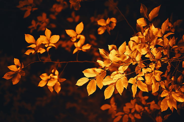 leaves, branch, autumn, blur, foliage, HD wallpaper