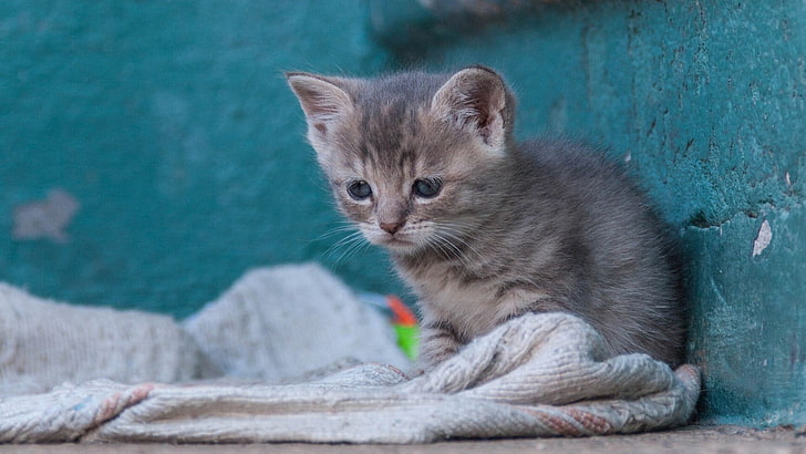 gattino seduto su tessuto grigio, animali, gatto, animale domestico, gattini, cuccioli, asciugamano, muro, da solo, Sfondo HD