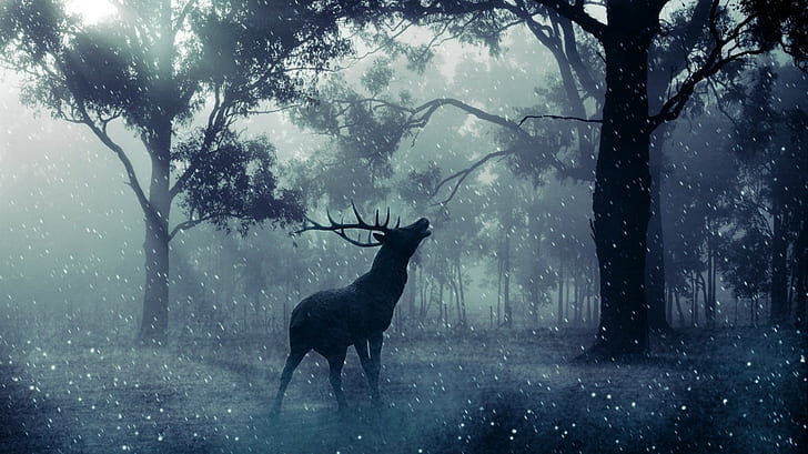 stags, animals, deer, mammals, forest, winter, HD wallpaper