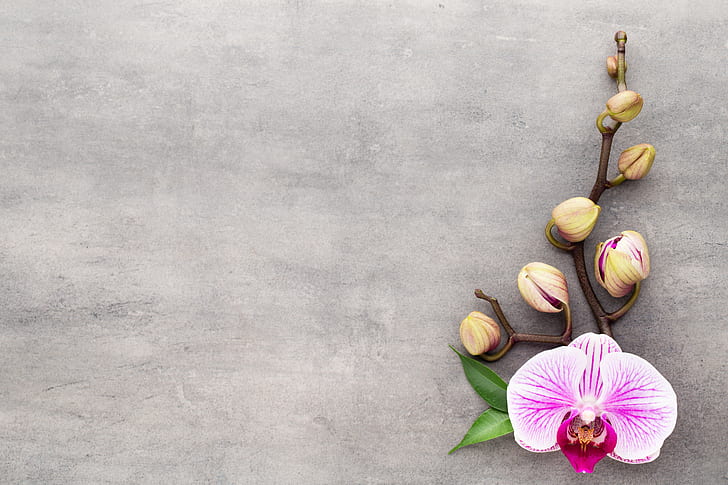 flower, Orchid, pink, HD wallpaper