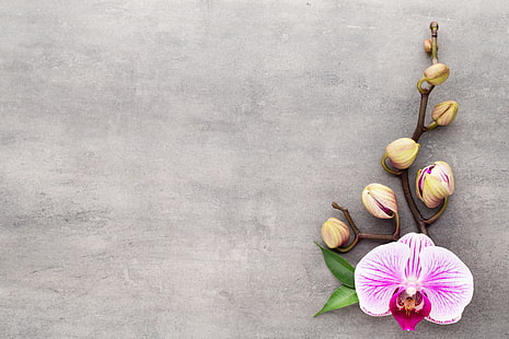 çiçek, orkide, pembe, HD masaüstü duvar kağıdı HD wallpaper
