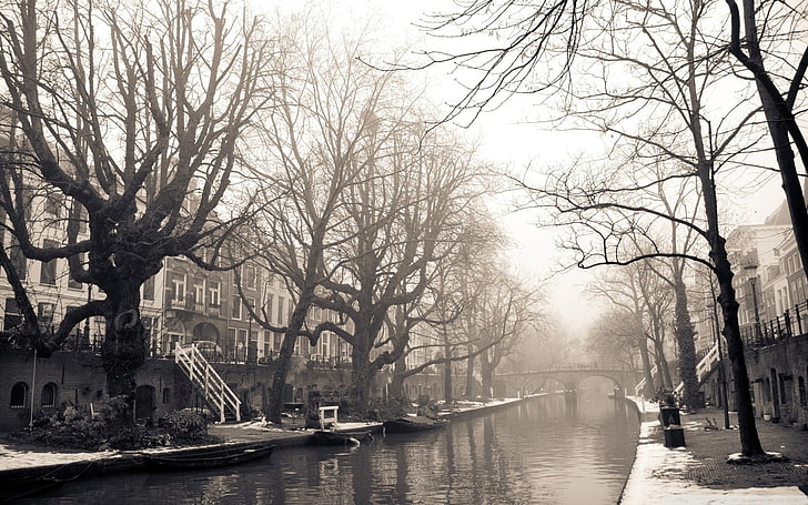 albero spoglio, paesaggio urbano, Amsterdam, Utrecht, Sfondo HD