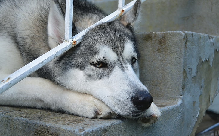 ไซบีเรียนฮัสกี้สีเทาและสีขาวผู้ใหญ่สุนัขใบหน้าเศร้าสายตา, วอลล์เปเปอร์ HD