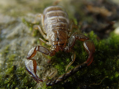 Tier, Skorpion, HD-Hintergrundbild HD wallpaper
