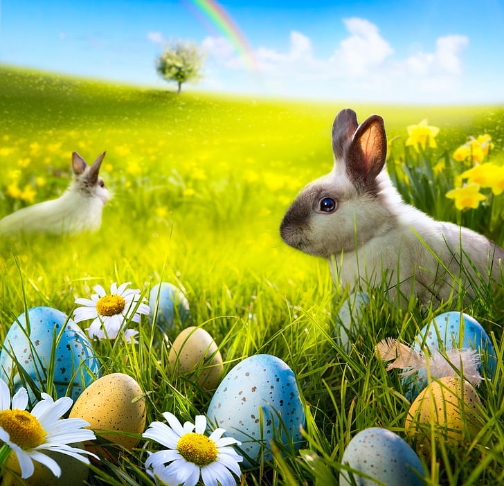 grass, flowers, chamomile, eggs, spring, rabbit, meadow, Easter, sunshine, bunny, camomile, HD wallpaper