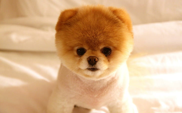 Cute Dog Boo, cute, cute animals, HD wallpaper