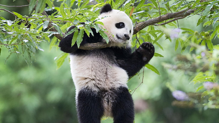 panda géant, faune, ours, panda, bao bao, museau, bambou, faune, arbre, primate, fourrure, bambou, mignon, Fond d'écran HD