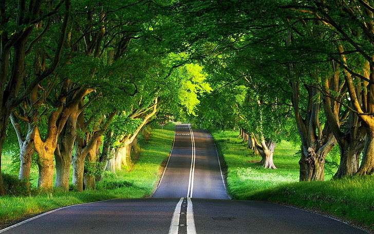 Route verte, chaussée de béton gris et tunnel d'arbre, Nature, été, arbre, vert, noir, route, Fond d'écran HD