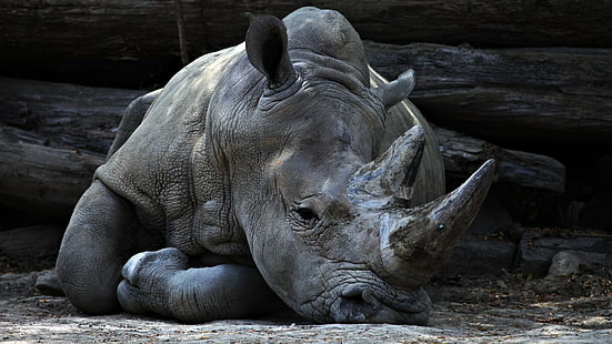 Animal, Rhino, HD wallpaper HD wallpaper