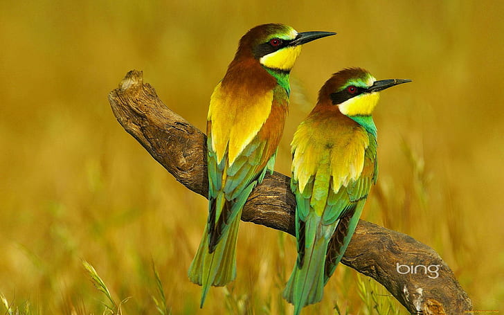 * My Name Is ...bee-eater *, galaz, zolny, ptaki, laka, animals, HD wallpaper