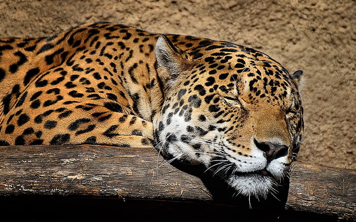 leopardo, jaguar, hocico, sueño, gato grande, Fondo de pantalla HD