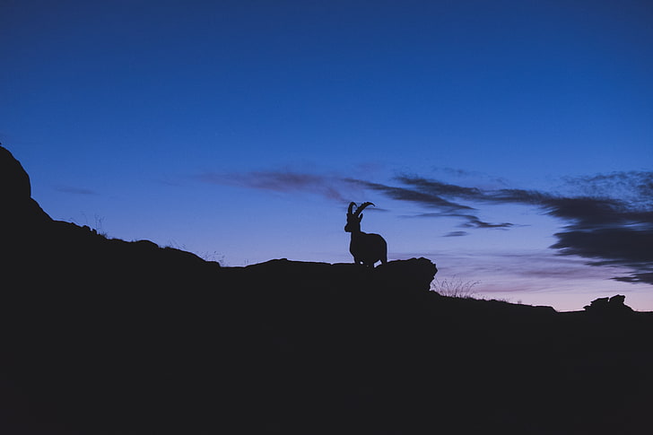 silhouette of ram, mountain goat, silhouette, night, HD wallpaper