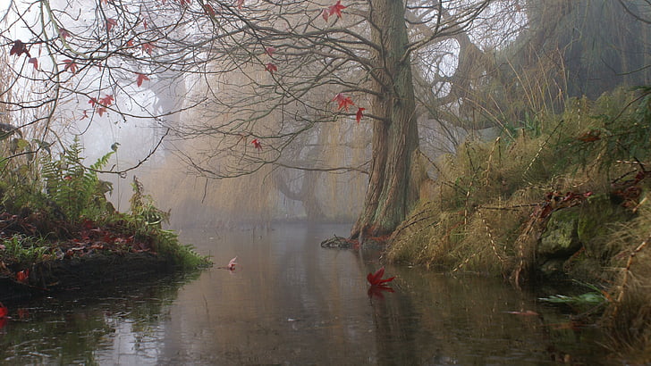 Fallen, Herbst, fließend, Wasser, grün, Gras, rot, Blumen, Nebel, Blatt, am frühen Morgen, Bäume, erstaunlich, schön, HD-Hintergrundbild