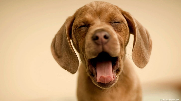 anjing coklat berlapis pendek, anak anjing, anjing, hewan, coklat, tersenyum, alam, buram, Wallpaper HD