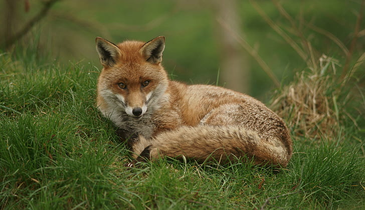 красная лиса склонна лежать на траве, лиса, животное, живая природа, красная лиса, млекопитающее, природа, плотоядное животное, животные в дикой природе, трава, животные охота, HD обои