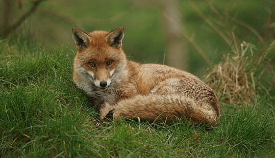 красная лиса склонна лежать на траве, лиса, животное, живая природа, красная лиса, млекопитающее, природа, плотоядное животное, животные в дикой природе, трава, животные охота, HD обои HD wallpaper