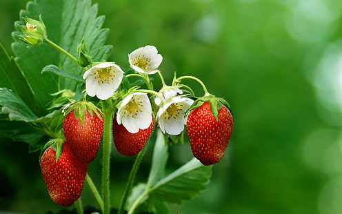 Strawberries, flowers, leaves, green background, strawberry, Strawberries, Flowers, Leaves, Green, Background, HD wallpaper HD wallpaper