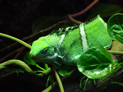 kadal hijau, iguana, reptil, daun, macan tutul, hewan, Wallpaper HD HD wallpaper