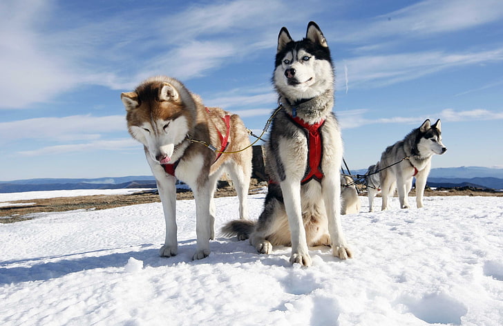 несколько сибирских хаски, лайка, пара, собаки, снег, аляска, HD обои