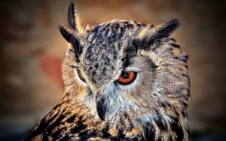 owl, birds, wildlife, HD wallpaper