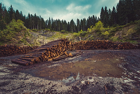การตัดไม้ทำลายป่าไม้การทำไม้การตัดไม้การทำไม้ป่า, วอลล์เปเปอร์ HD HD wallpaper