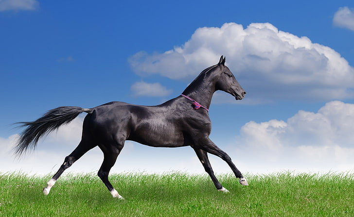 ม้า Akhal Teke ม้าสีดำสัตว์ม้าสวยงามหญ้าม้าพันธุ์สัตว์กลางแจ้งพันธุ์แท้, วอลล์เปเปอร์ HD