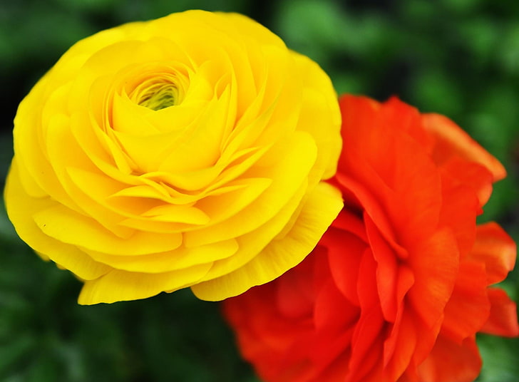 Jasne kwiaty, dwa czerwone i żółte kwiaty z płatkami, Natura, Kwiaty, piękne, fotografia, jasne, żółte, czerwone, Tapety HD