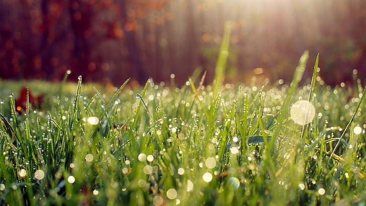 푸른 잔디, 자연, 비, 잔디의 선택적 초점 사진, HD 배경 화면