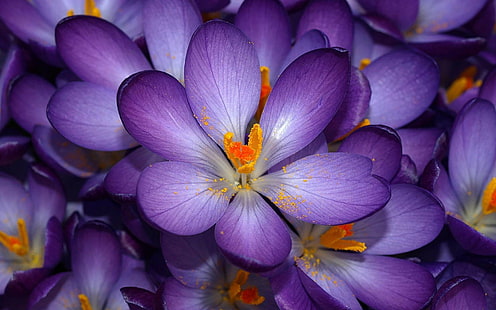 紫と黄色の花、自然、植物、花びら、花、クローズアップ、紫、花の頭、自然の美しさのレンズ写真を傾ける、 HDデスクトップの壁紙 HD wallpaper