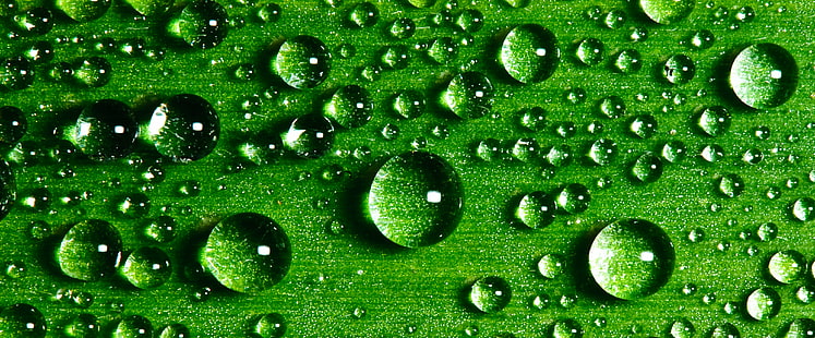 green leaf with water dew, Water, Drops, Explored, green leaf, dew, 105mm, d300, drop, foliage, macro, natural, nature, nikkor, nikon, sb-900, vr, green Color, freshness, wet, close-up, backgrounds, HD wallpaper HD wallpaper