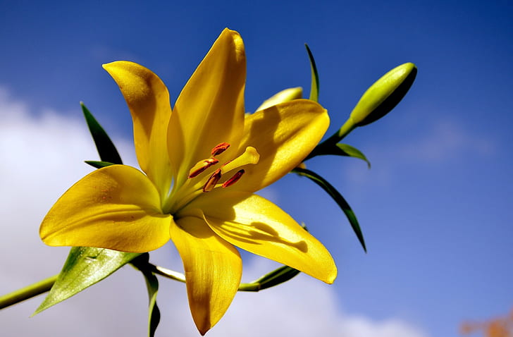 flower, background, Lily, yellow Lily, HD wallpaper